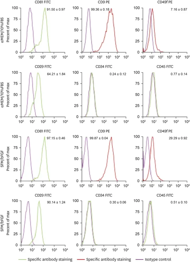 Effect of supplementation of bFGF on the expression of mesenchymal surface markers under serum-free conditions.