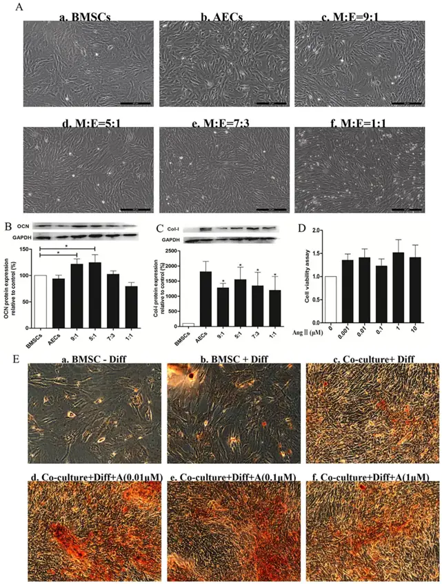 Effect of different ratios of BMSCs and AECs on osteogenesis.