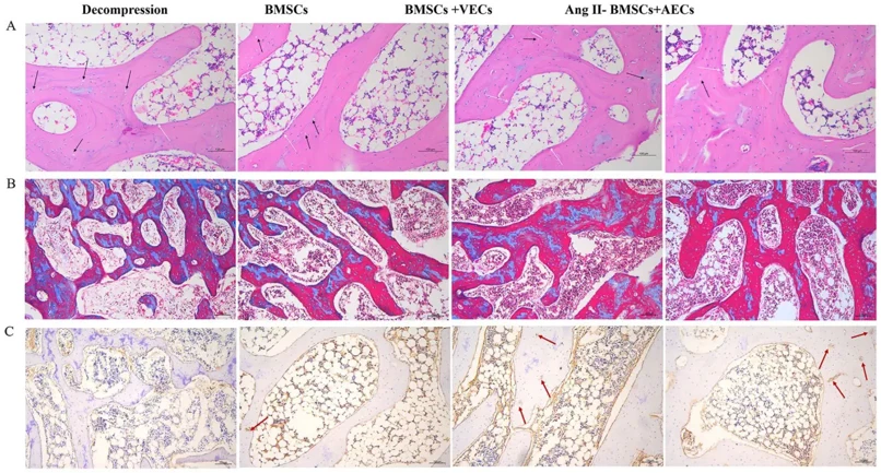 Outcomes of histological detection in ONFH rabbits.