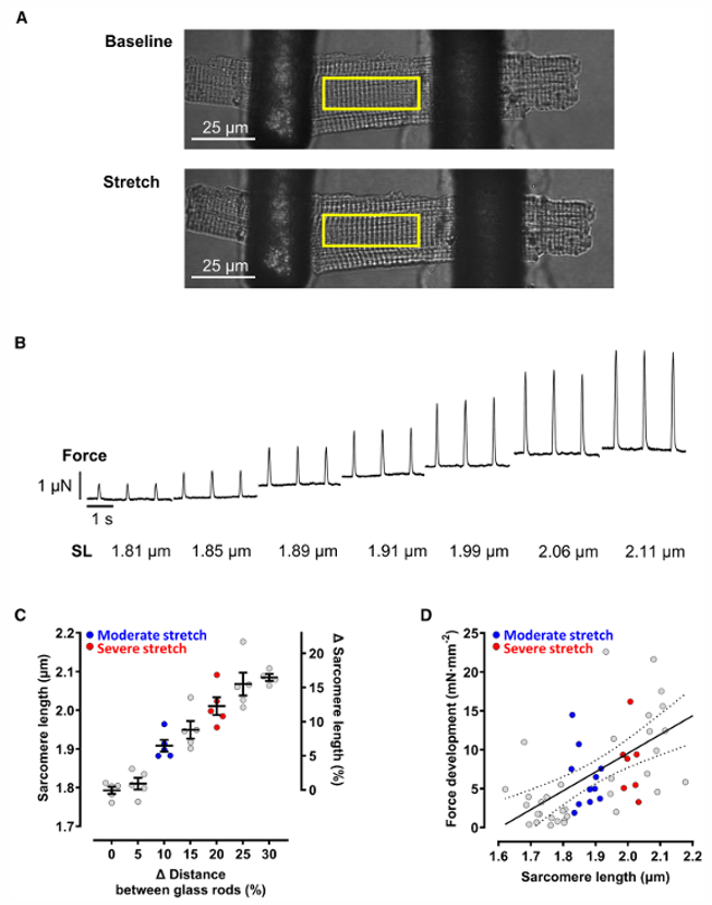 Technical approach to single atrial myocyte stretch.