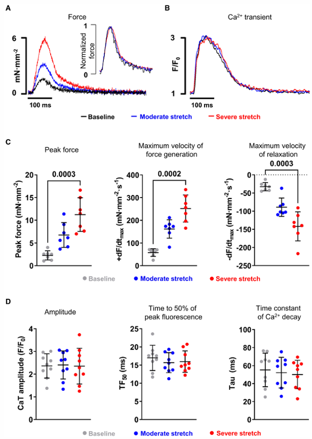 Changes in systolic Ca2+ and force parameters in rabbit atrial cardiomyocytes during moderate and severe stretch.
