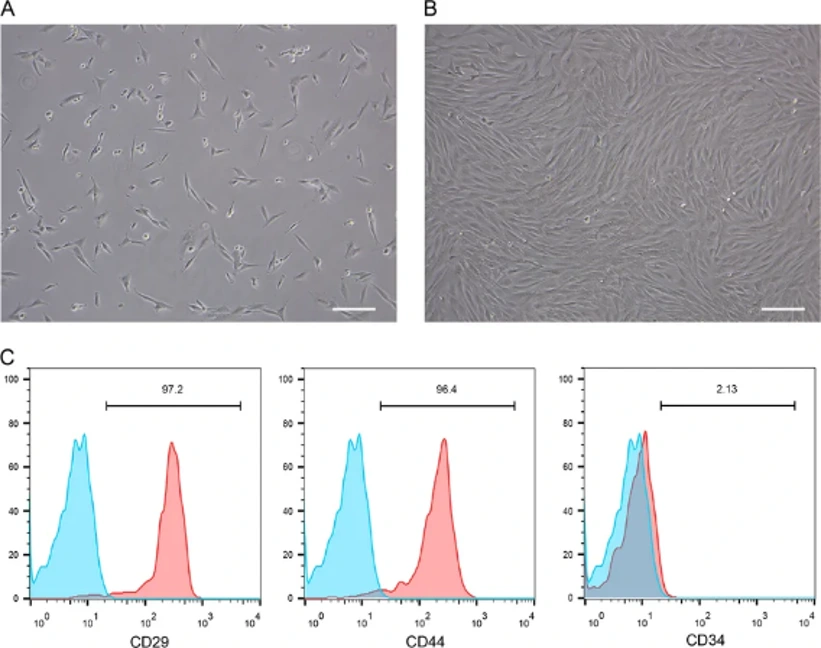 Characterization of rabbit bone marrow mesenchymal stem cells (MSCs).