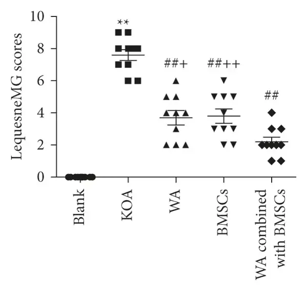 Effect of warm acupuncture combined with BMSCs on behavior and histomorphology alterations in KOA rabbit.