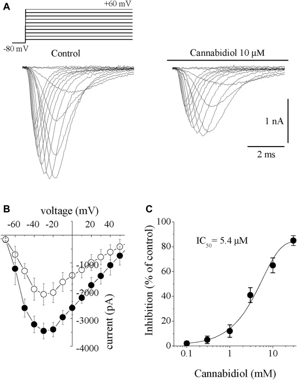 Cannabidiol suppresses the INa in rabbit ventricular myocytes.