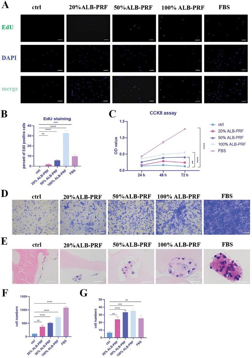 ALB-PRF conditioned media promoting proliferation, migration, and adhesion of rabbit chondrocytes.
