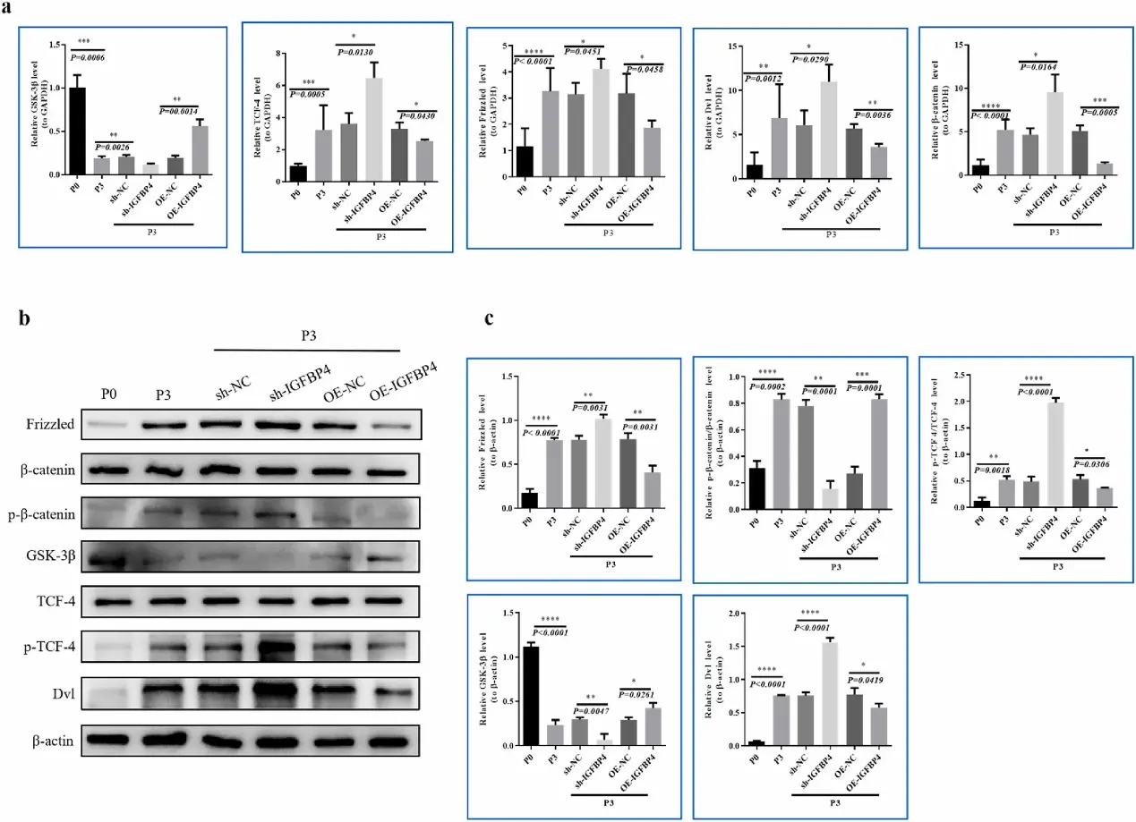 IGFBP4 inhibits Wnt/β-catenin signaling in RCECs.