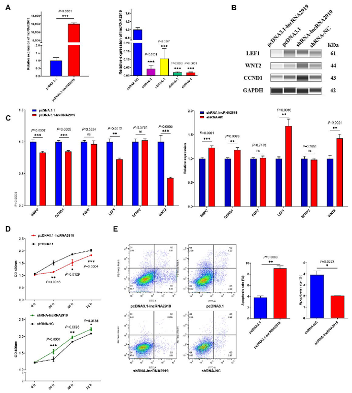 Negative role of lncRNA2919 in HF cycling and growth.