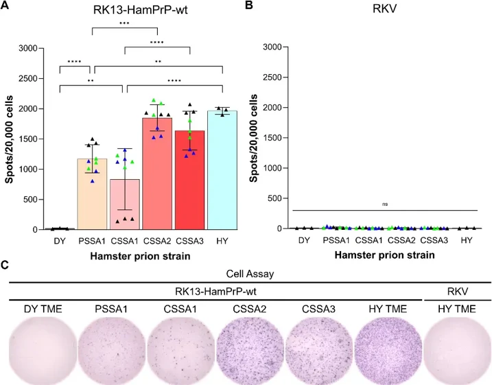 RK13-HamPrP cells are resistant to infection with DY TME but susceptible to minor DY strains.