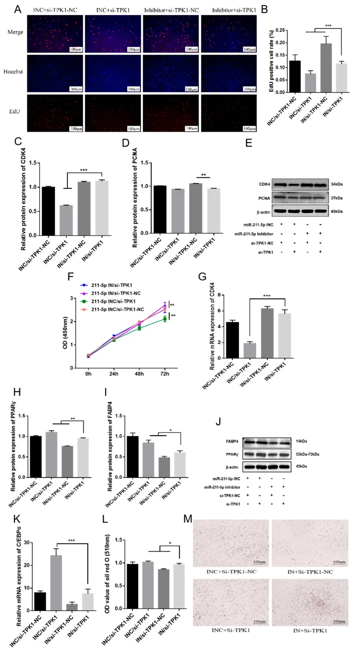 miR-211-5p inhibits the proliferation and promotes the differentiation of rabbit preadipocytes by targeting TPK1.