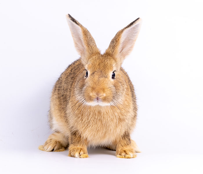 Rabbit primary cells portfolio
