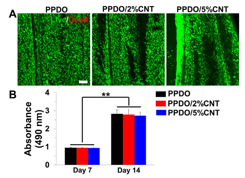 (A) Representative images of Live/Dead staining of rSCs seeded on PPDO NYs, PPDO/2%CNT NYs, and PPDO/5%CNT NYs throughout 14 days of culture; Scale bar=100μm. (B) MTT analysis of rSCs seeded on PPDO NYs, PPDO/2%CNT NYs, and PPDO/5%CNT NYs for 14 days of culture.