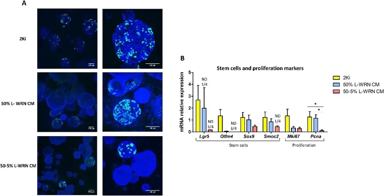 Comparison of proliferation markers in organoids cultured with 2Ki medium or L-WRN CM.