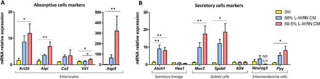 Comparison of differentiation markers in organoids cultured with 2Ki medium or L-WRN CM.