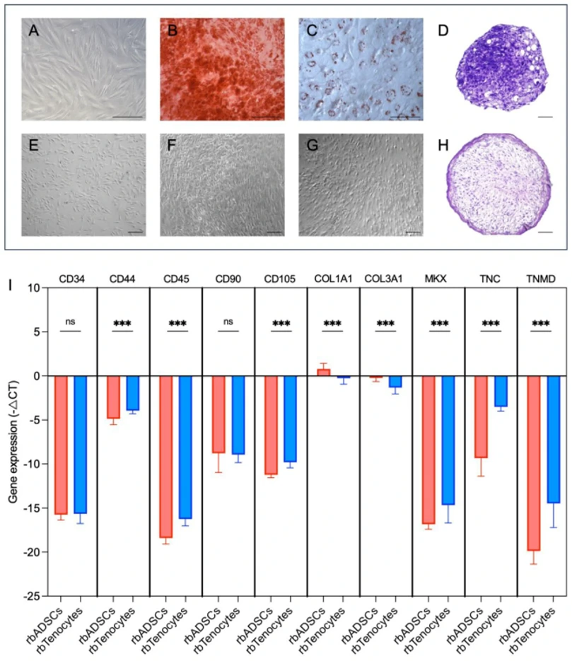 Differentiation and characterization of rabbit-adipose-tissue-derived mesenchymal stem cells and rabbit tenocytes.