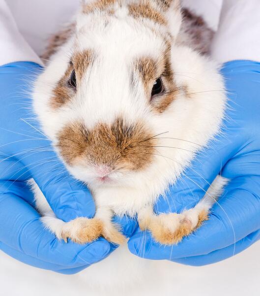 Rabbit Tumor Cells