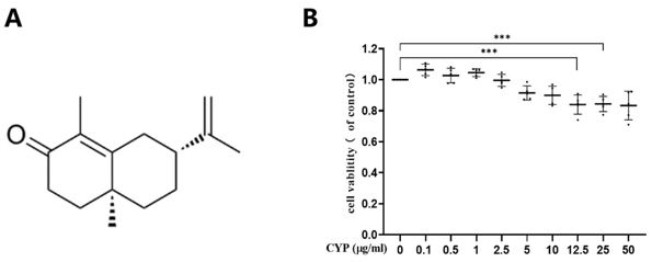 Cytotoxic effects of α-cyperone on RAEC cells.