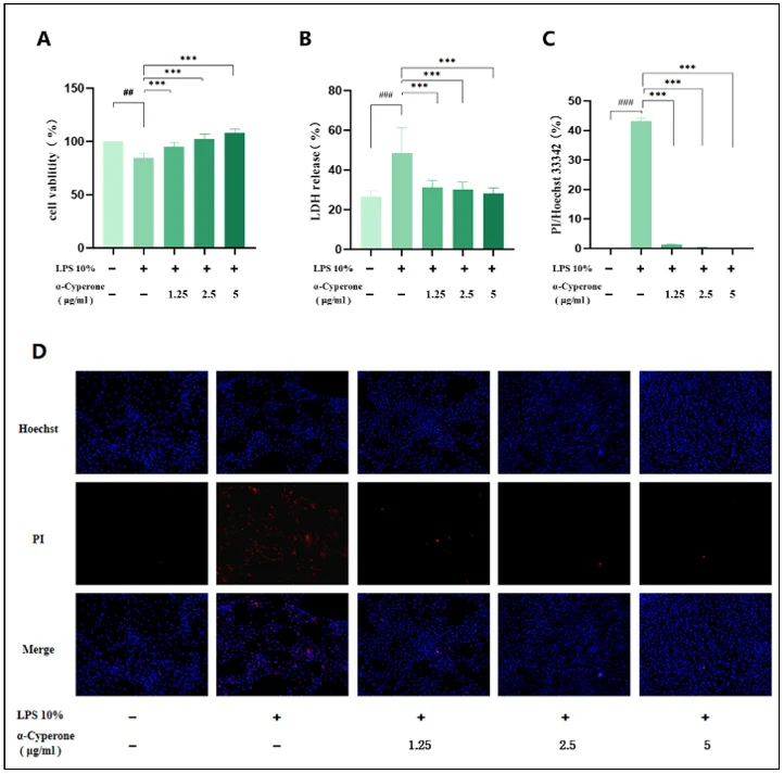 α-Cyperone attenuates LPS-induced cell mortality in RAEC cells. RAEC cells were treated with 10% LPS for 6 h, followed by pretreatment with or without α-cyperone (1.25, 2.5, and 5 μg/mL) for 3 h.