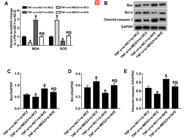 Knockdown of MEG3 alleviated TNF-α-induced apoptosis in rat bladder epithelial cells through upregulation of Nrf2