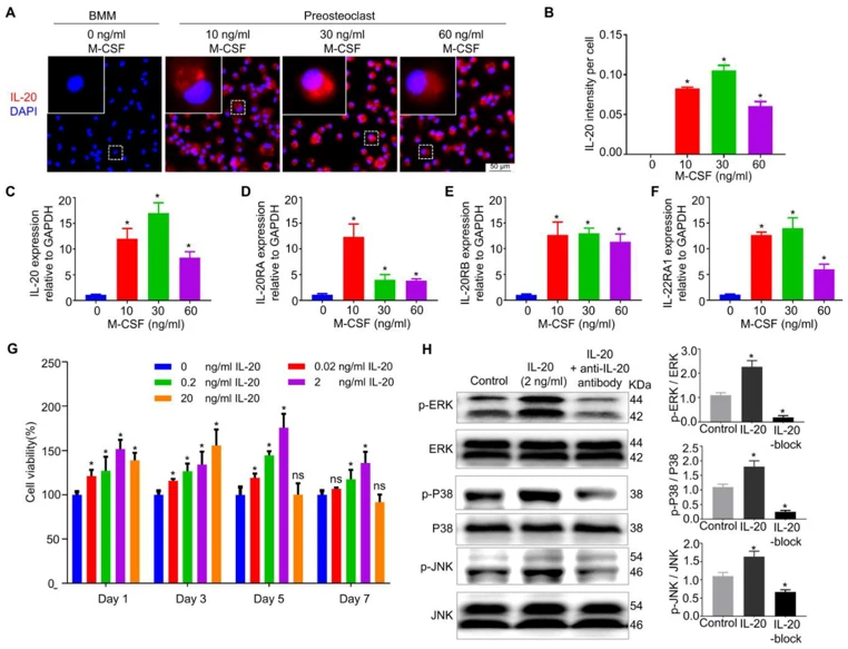 IL-20 promoted preosteoclast viability via MAPK pathway at the early stage of osteoclast differentiation.