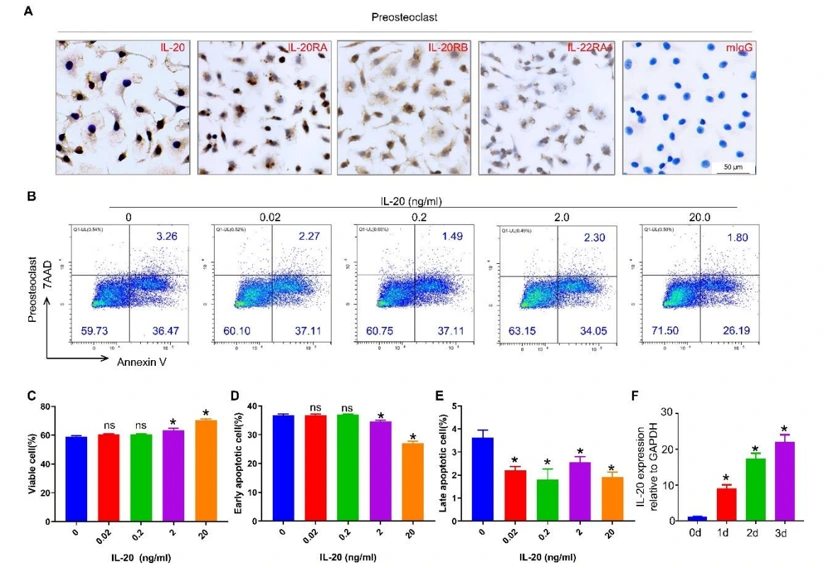 IL-20 inhibited preosteoclast apoptosis.