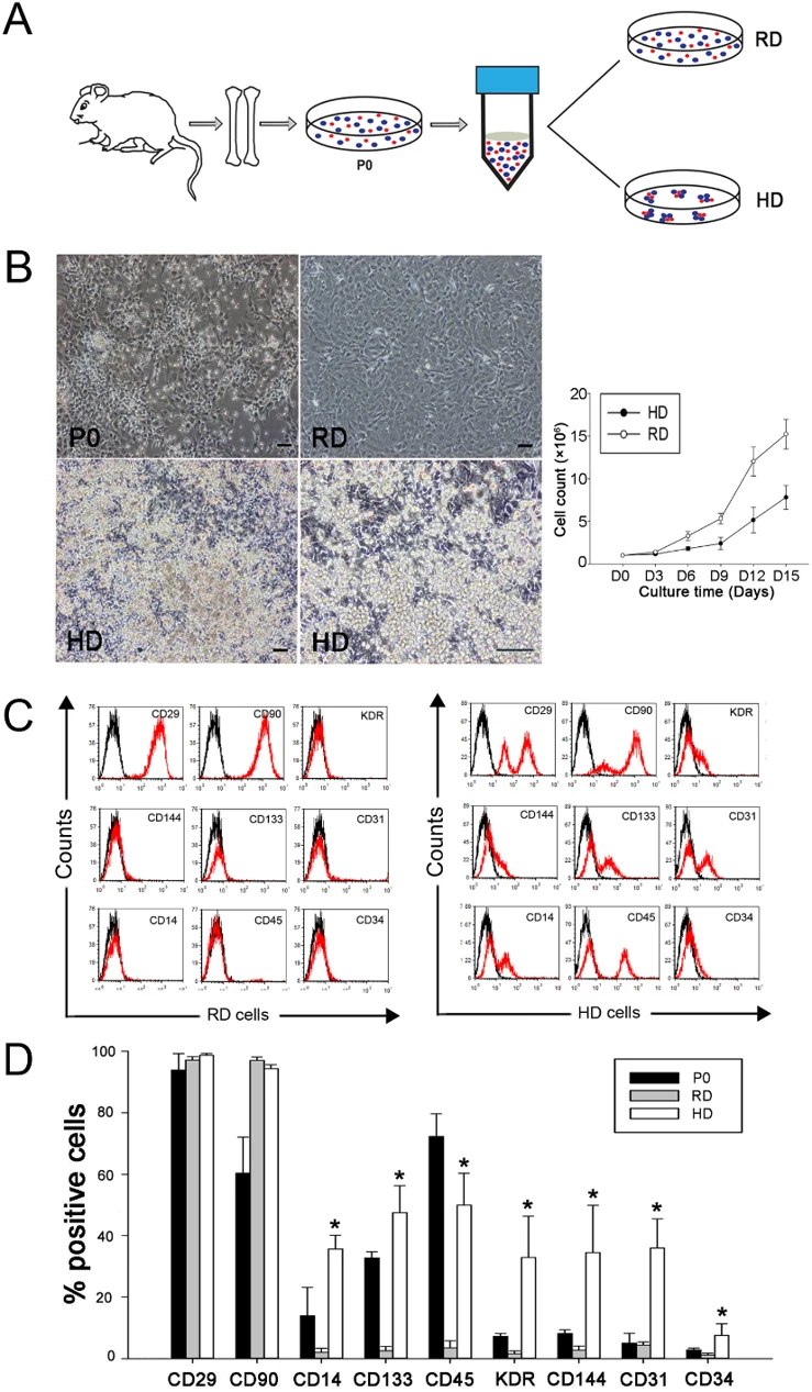 Characterization of bone marrow cells cultured in high density dots.