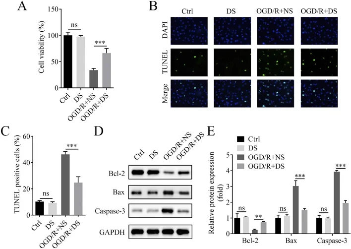 DS increased viability and suppressed apoptosis of OGD/R-treated RBMVECs.