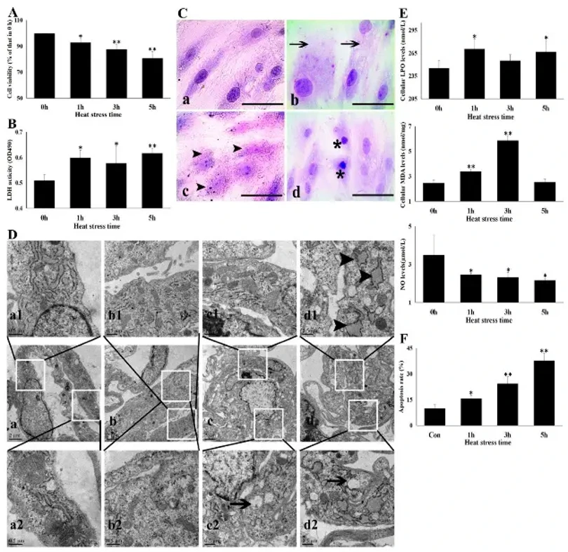 Heat stress damaged CMVECs. The CMVECs were exposed to heat stress for different amounts of time to observe cell injury. Data represent the means ± SD for three independent experiments.