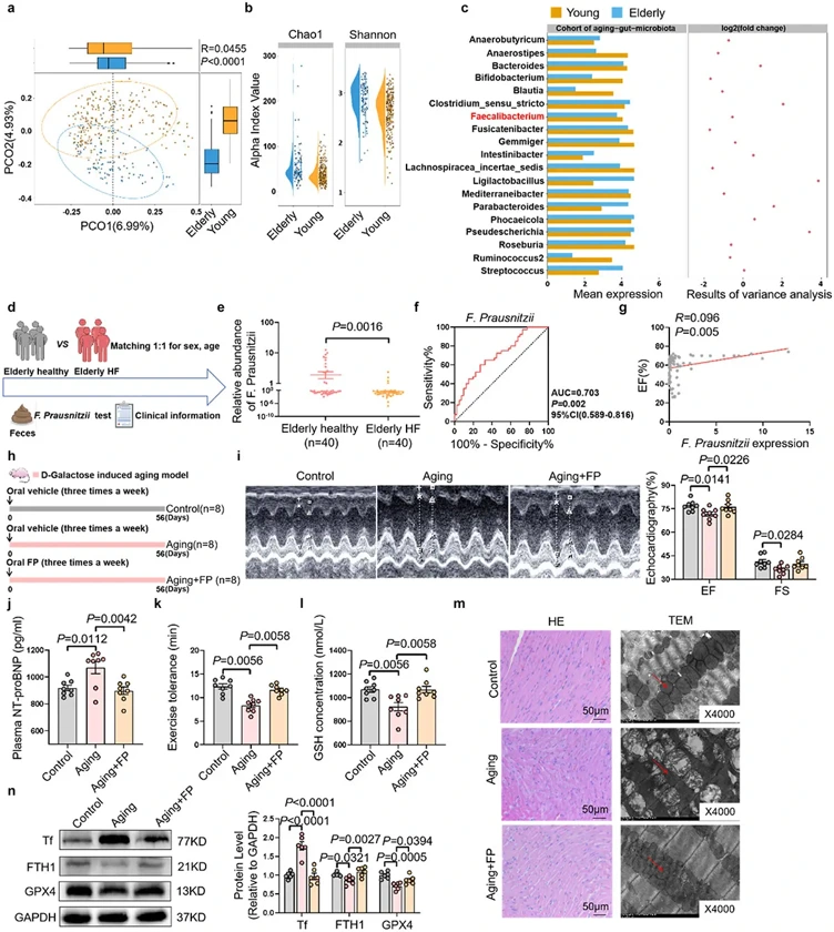 Oral supplementation of F. prausnitzii prevents rats from age-related heart failure.