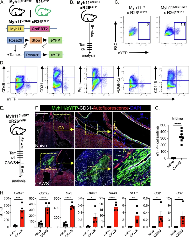 Luminal myofibroblasts develop from Myh11 + SMCs during CAWS-induced vasculitis.