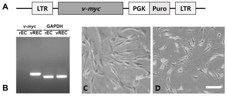 vREC expresses v-myc immortalized rat endothelial cell line.