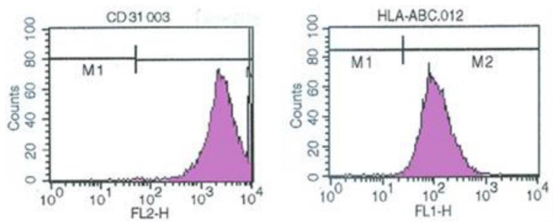 vREC showed the expression of endothelial CD31 cell type-specific markers by flowcytometry.