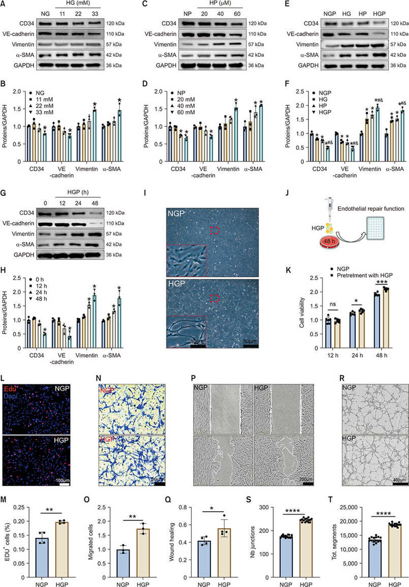 HGP promotes EndMT in RCECs in vitro.