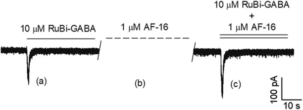 Typical chloride current measurements evoked by the uncaging of 10-μM RuBi-GABA (750 nm, 100 ms, 30 mW, -80 mV) at about 2 μm from the soma, demonstrating the current (pA) versus time (s).