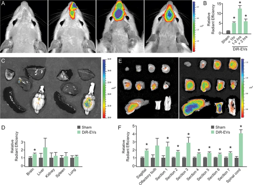 Biodistribution of IFNγ-DC-EVs after nasal delivery.
