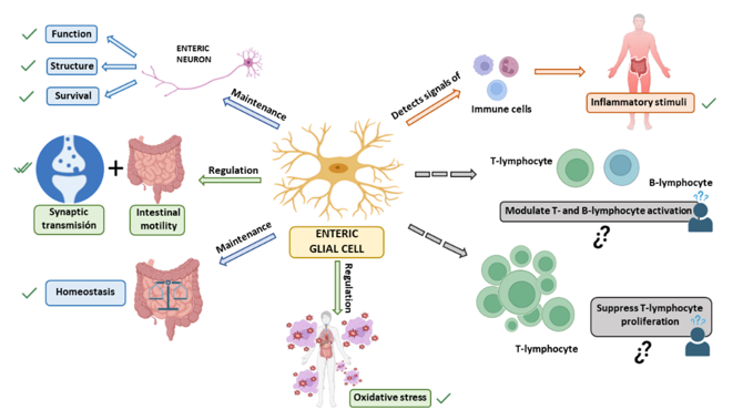 Functions of enteric glial cells (EGCs).
