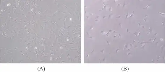 Morphological changes in EGCs in response to H2S treatment observed under a microscope at 40× magnification.