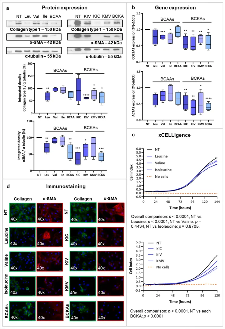 Branched-chain amino acids and branched-chain α-keto acids inhibit fibrogenesis and cell proliferation on rat hepatic stellate cells.