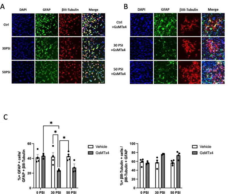 Piezo1 inhibition reduces glial differentiation and increases neuronal differentiation in Hipp-NSC subjected to rapid stretch.
