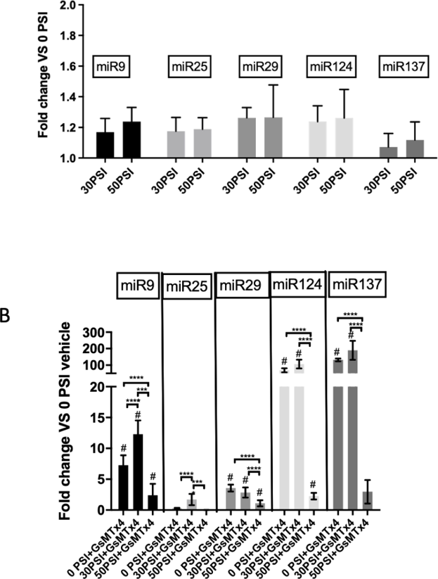 Piezo1 inhibition increases the expression of regulatory miRNAs in Hipp-NSC.