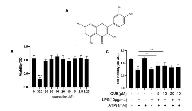 The effect of quercetin on the survival rate of RIMVECs.