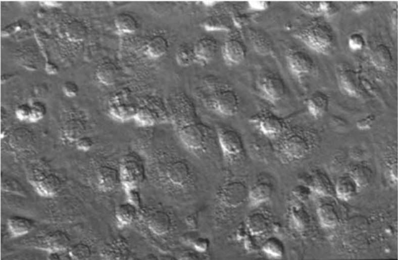 Light microscope image of rat liver sinusoidal endothelial cells obtained using Hoffman contrast 5 h after seeding, illustrating confluent monolayer and typical cobblestone appearance.
