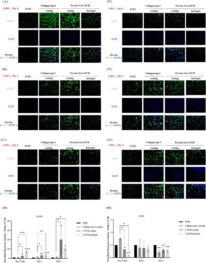 L-ECM hydrogels slowed down dedifferentiation of LSECs in vitro. Changes of protein markers: LYVE1, CD31.