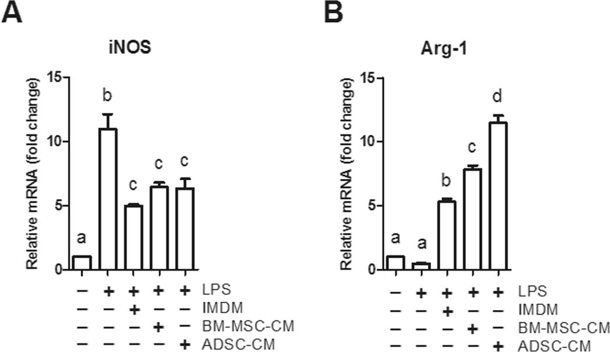 The conditioned medium (CM) of ADSC and BM-MSC induced Arg-1 gene expression of macrophage.