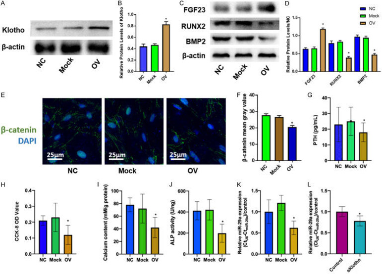 Klotho overexpression suppressed the expression of miR-29a in parathyroid cells.