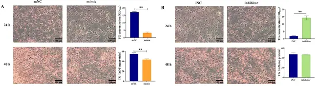 Overexpression of MiR-130b Significantly Inhibited Lipid Deposition in Rat IMAs.