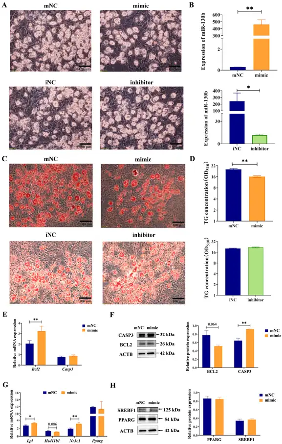 Overexpression of MiR-130b Promoted Apoptosis by Inhibiting BCL2 and Increasing CASP3 Expression in Rat IMAs.