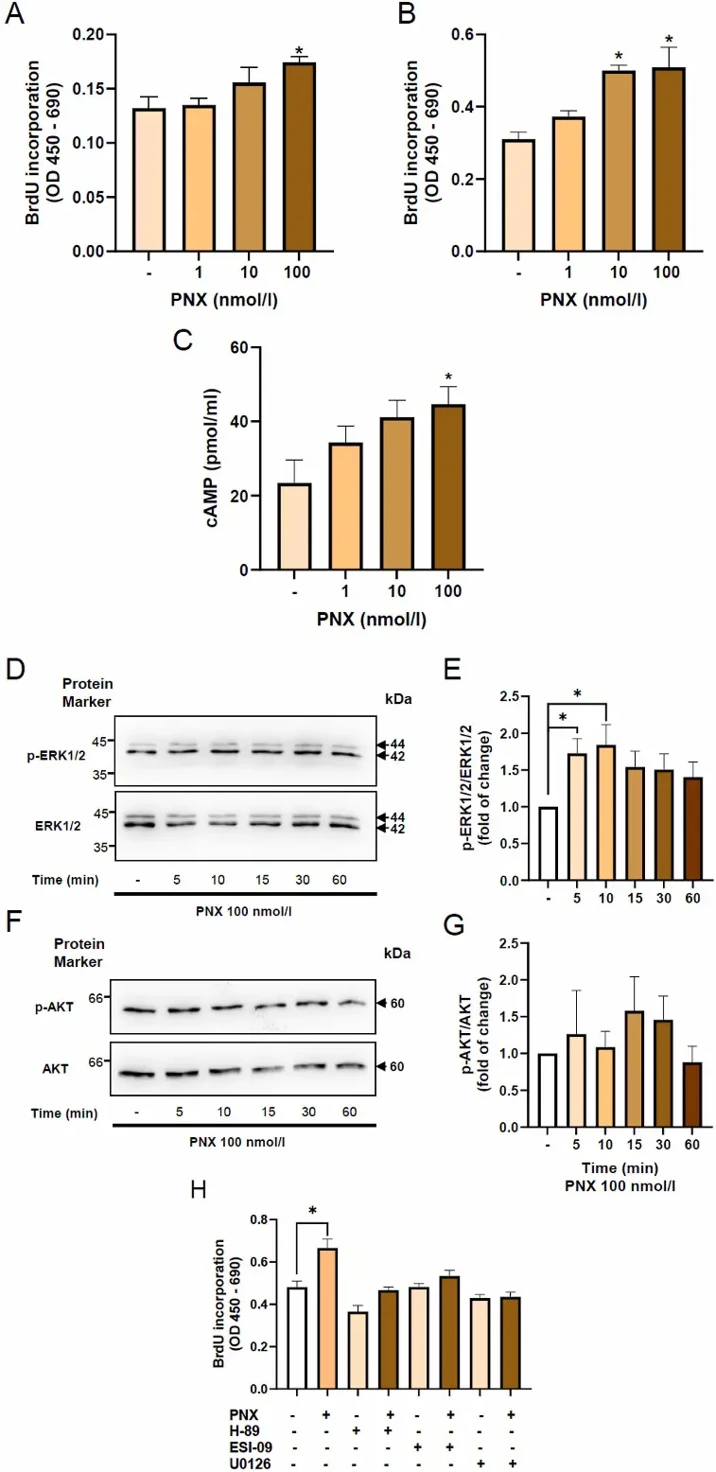 PNX stimulates proliferation of rat primary preadipocytes.