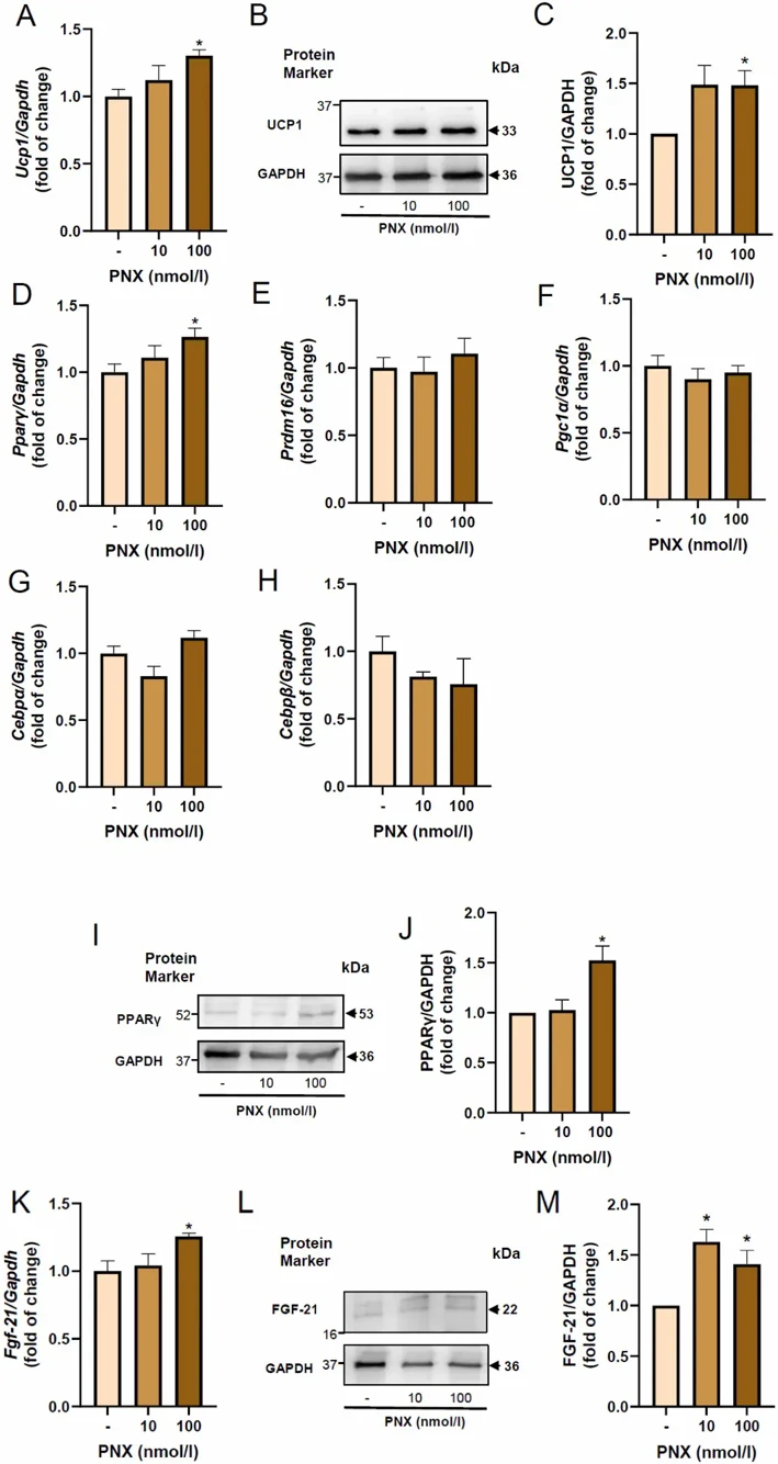 PNX promotes UCP1 expression and protein production in rat brown preadipocytes.