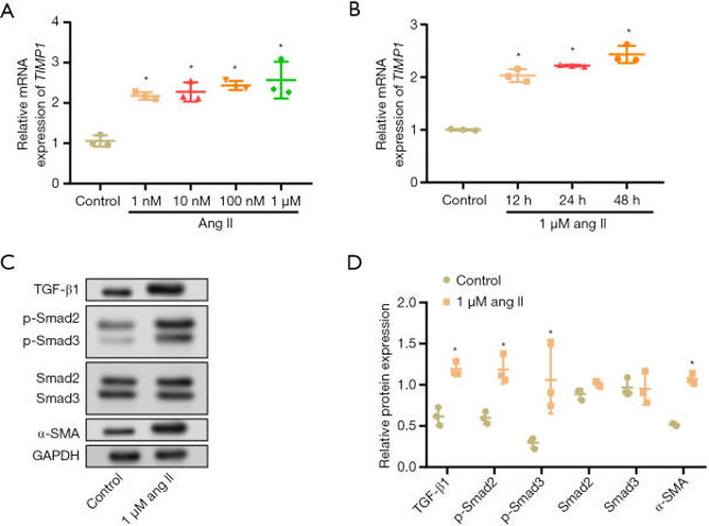 Effect of ang II on the expression of TIMP1, TGF-β/Smad pathway-related proteins, and α-SMA.