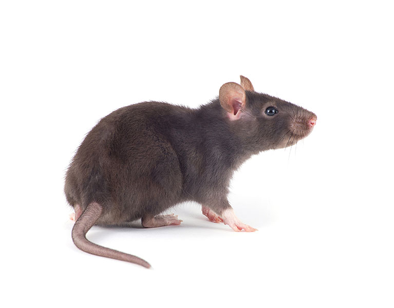 Rat Primary Cells
